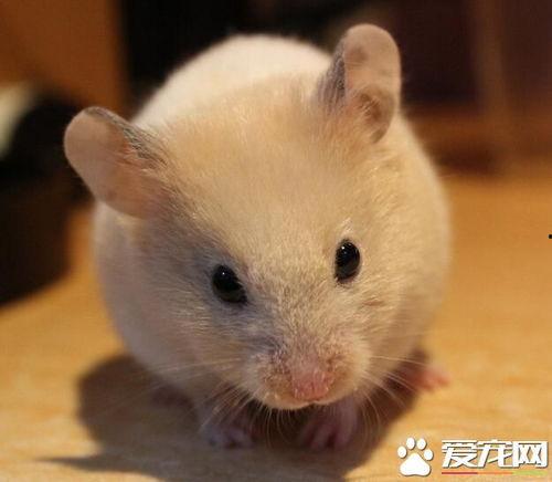 最新仓鼠皮肤爆料,萌动来袭，可爱指数爆表！