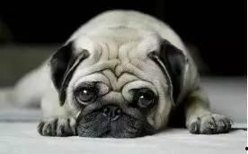 巴哥最新爆料新闻联播,新闻联播最新爆料背后的故事